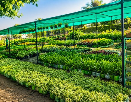 Nursery Plants