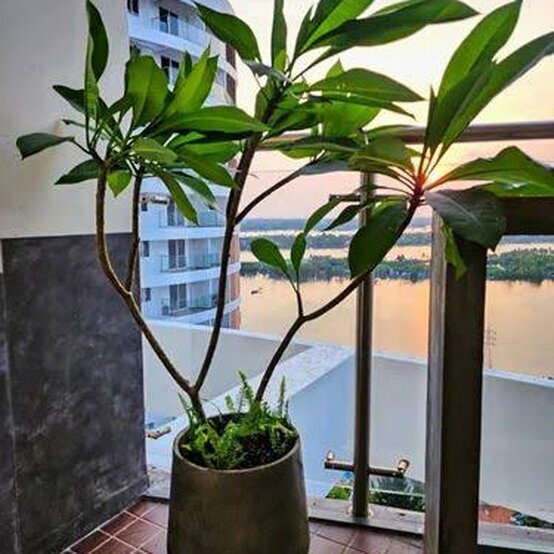 Muringa Plant