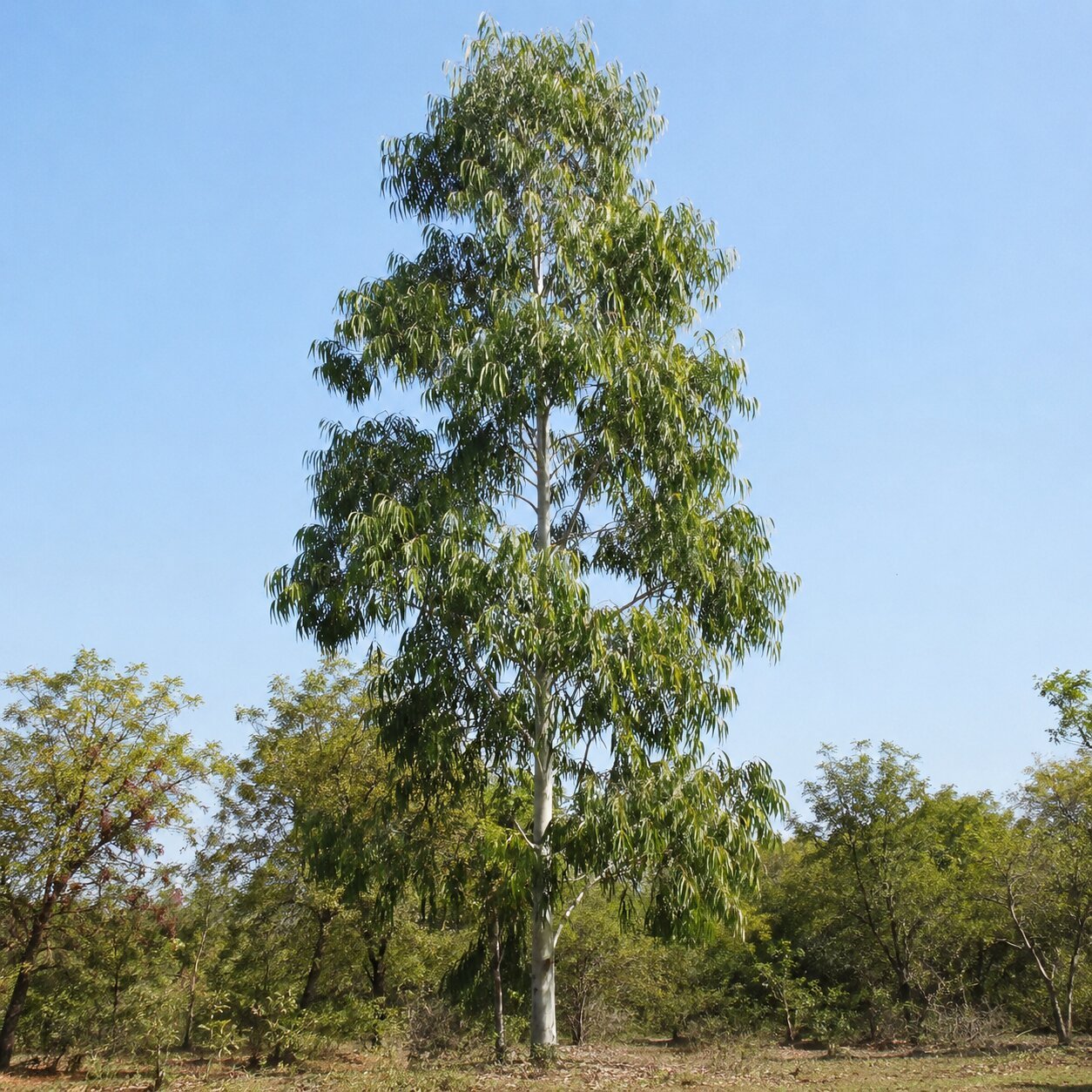 Muringa Plant
